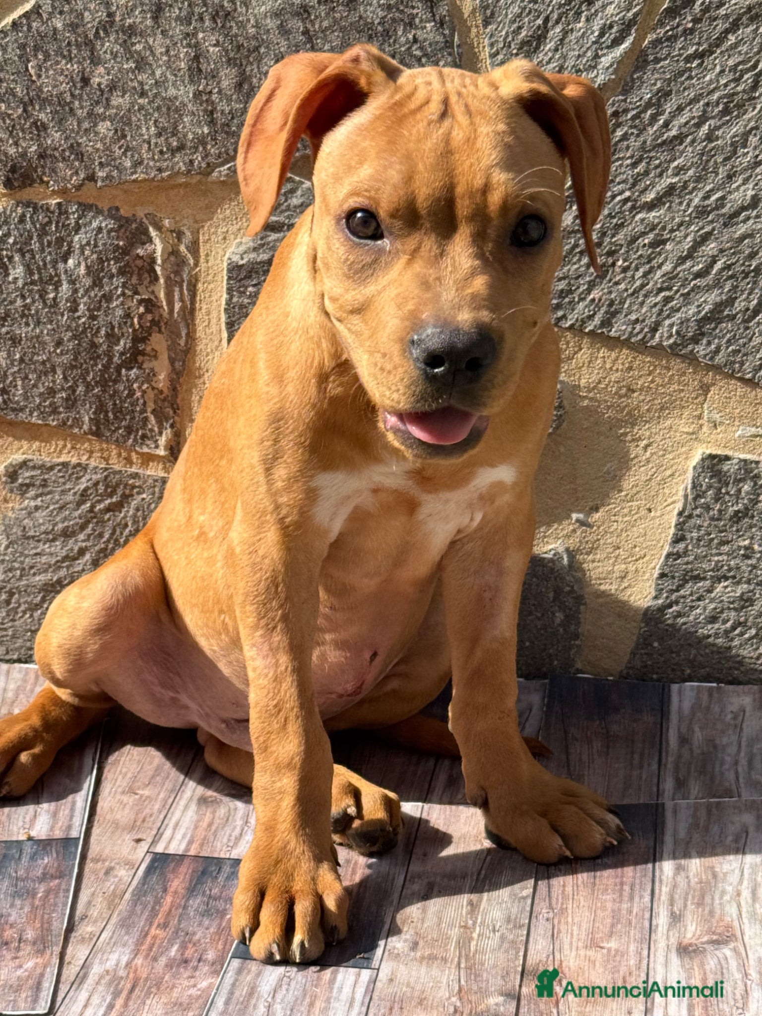 American Staffordshire cani American Staffordshire terrier - Annuncio 3
