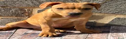 American Staffordshire cani in vendita: American Staffordshire terrier - Annuncio 1