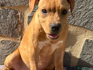 American Staffordshire cani American Staffordshire terrier - Annuncio 5