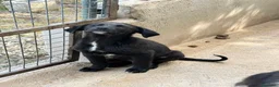 Meticcio cani in regalo: Max 3 mesi a Città Metropolitana di Venezia - Annuncio 2
