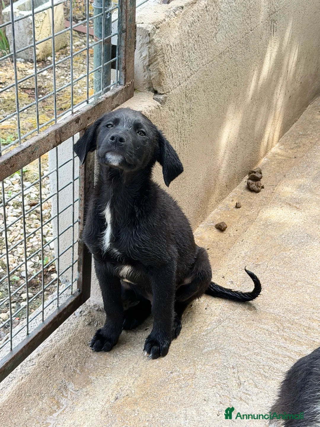 Meticcio cani in regalo: Max 3 mesi a Città Metropolitana di Venezia - Annuncio 2
