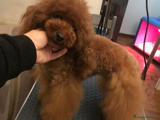 Barboncino Toy cani Barboncino nano red intenso - Annuncio 4