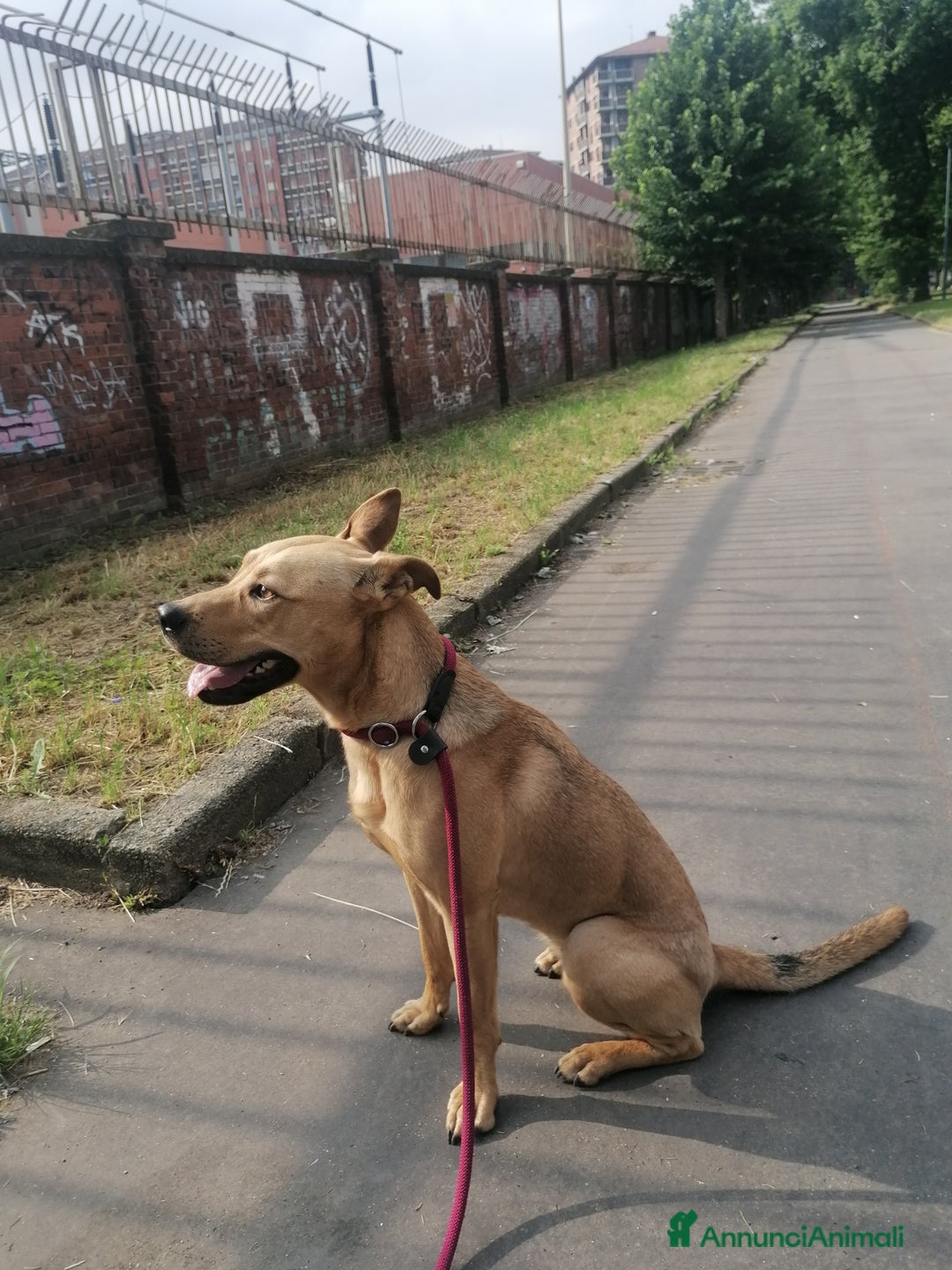 Meticcio cani in regalo: Luna, meticcia di 3 anni in regalo - Annuncio 3