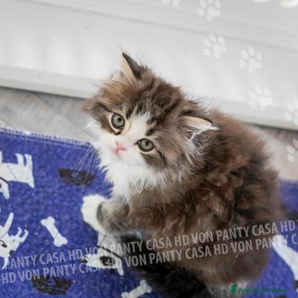 Scottish gatti Cuccioli Scottish Highland con Pedigree - Annuncio 27