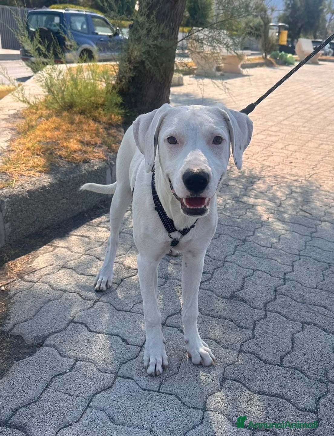 Meticcio cani Alice - Annuncio 36