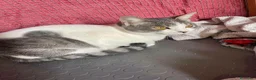 Europeo gatti in regalo: BRIGITTE, dolce gattina in adozione  - Annuncio 7