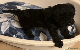 Barboncino Toy cani in vendita: Barboncini Toy - Annuncio 6