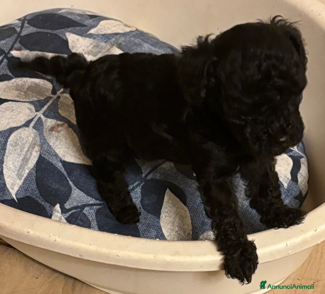 Barboncino Toy cani in vendita: Barboncini Toy - Annuncio 6