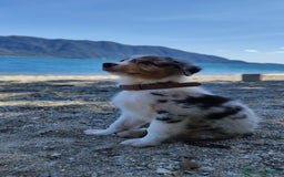 Australian Shepherd cani in vendita: Cuccioli pastore australiano maschi e femmine  a Provincia di Bergamo - Immagine 4