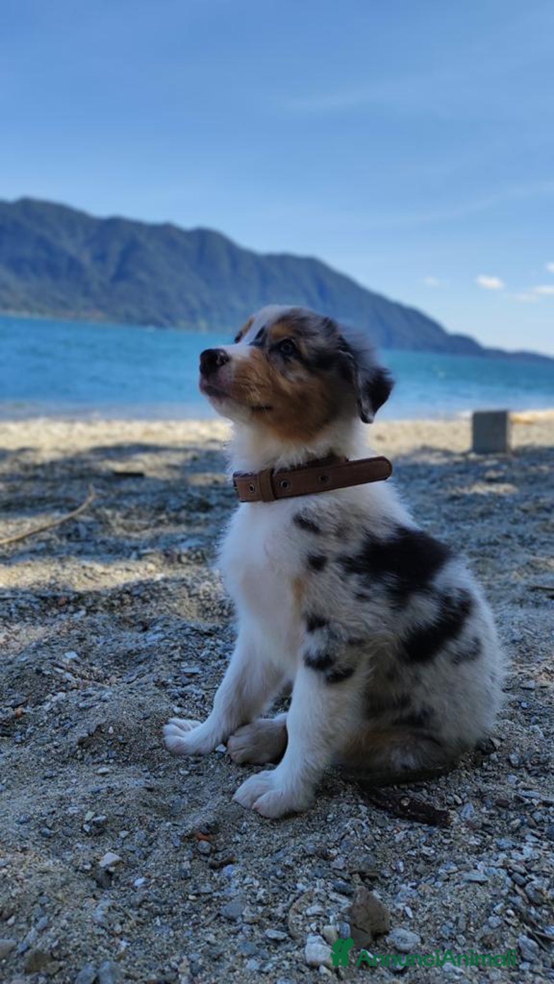 Australian Shepherd cani in vendita: Cuccioli pastore australiano maschi e femmine  a Provincia di Bergamo - Immagine 4
