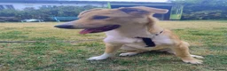 Meticcio cani in regalo: Dolly dolcissima cucciola a Città metropolitana di Milano - Annuncio 7