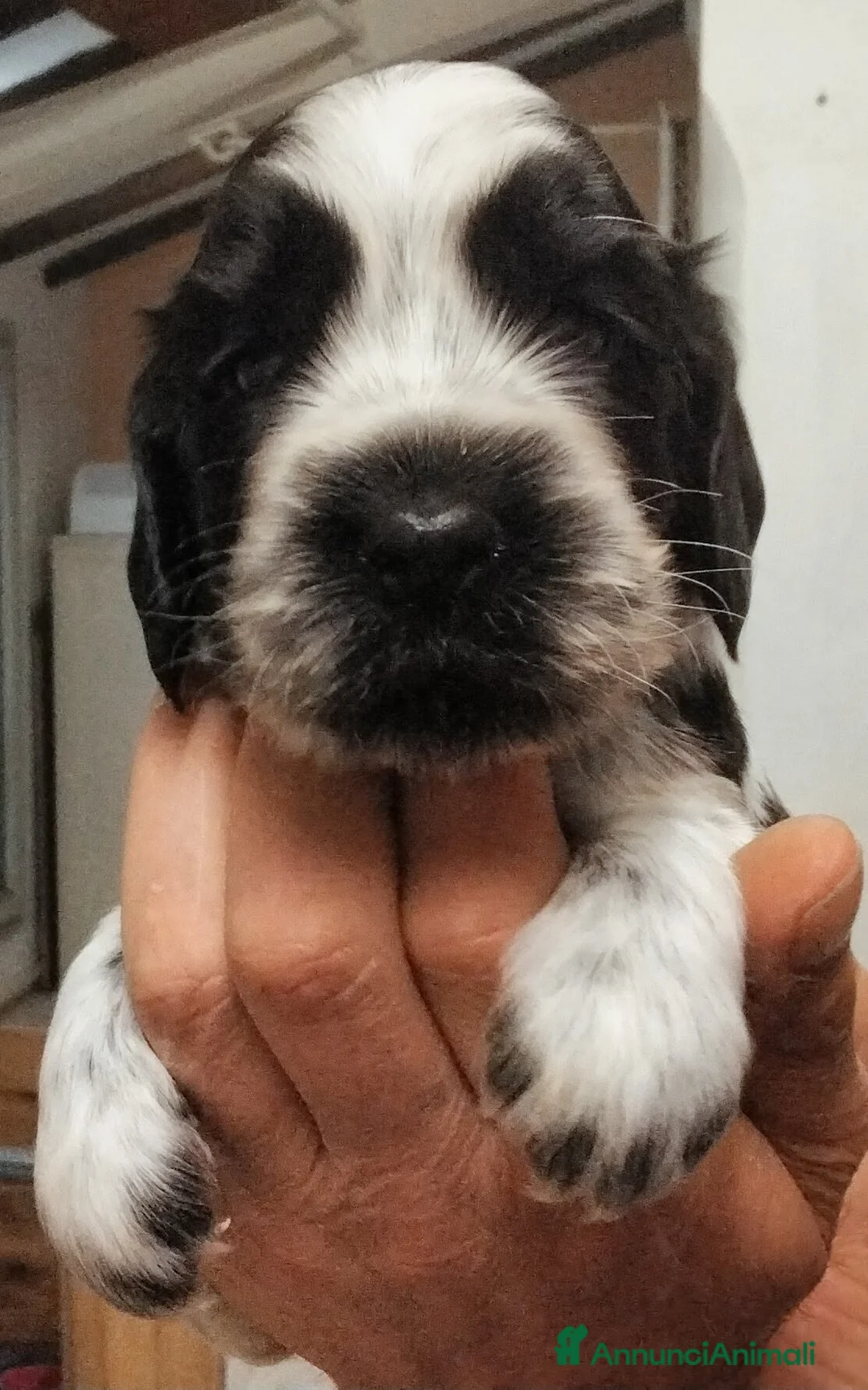 Cocker cani in vendita: Cocker Spaniel Inglese Blu Roano cucciolo  - Annuncio 5