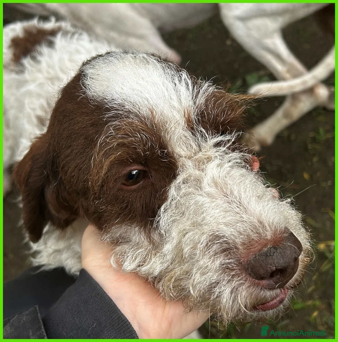 Lagotto cani in regalo: FORLI lagottino 2 anni con una brutta patologia - Annuncio 5