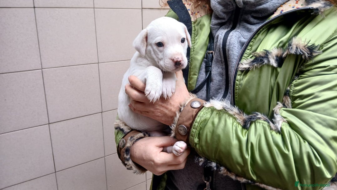 Meticcio cani in regalo: DEA INC LABRADOR STA CERCANDO UNA CASA E AMORE - Annuncio 2