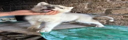Husky cani in vendita: cuccioli di husky  - Annuncio 5