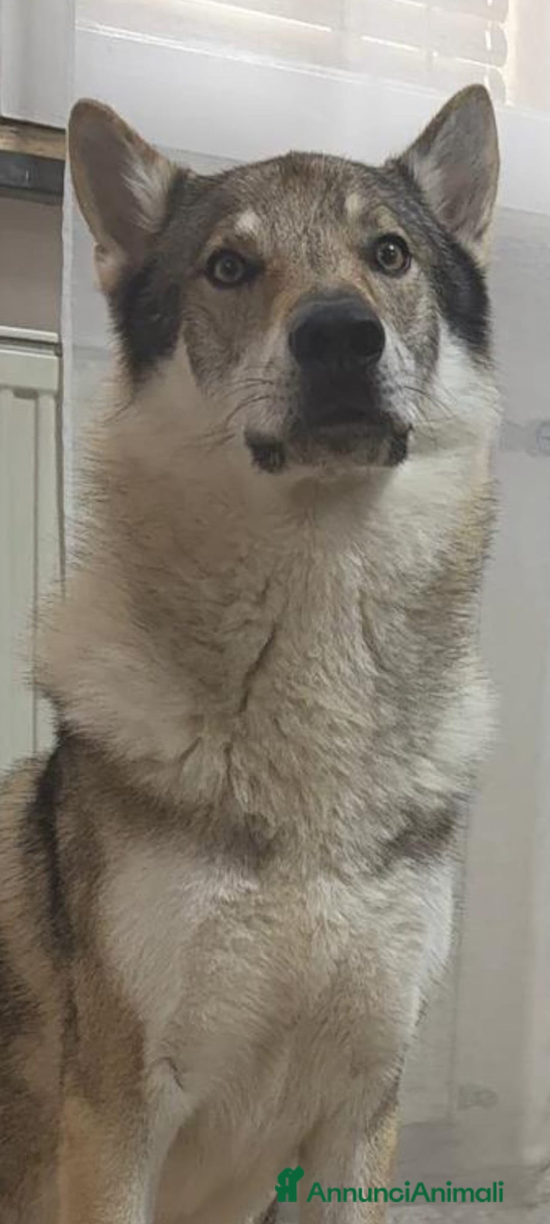 Lupo Cecoslovacco cani per accoppiamento: Lupo Cecoslovacco per monta - Annuncio 2