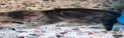 Europeo gatti in regalo: Regalo gattino europeo maschio di 2 mesi a Provincia di Pordenone - Annuncio 2