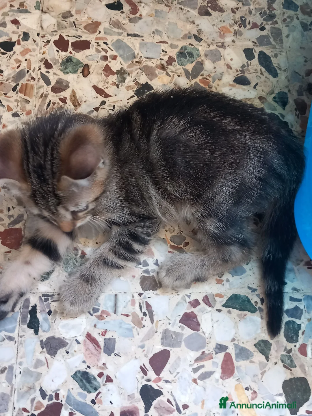 Europeo gatti in regalo: Regalo gattino europeo maschio di 2 mesi a Provincia di Pordenone - Annuncio 2
