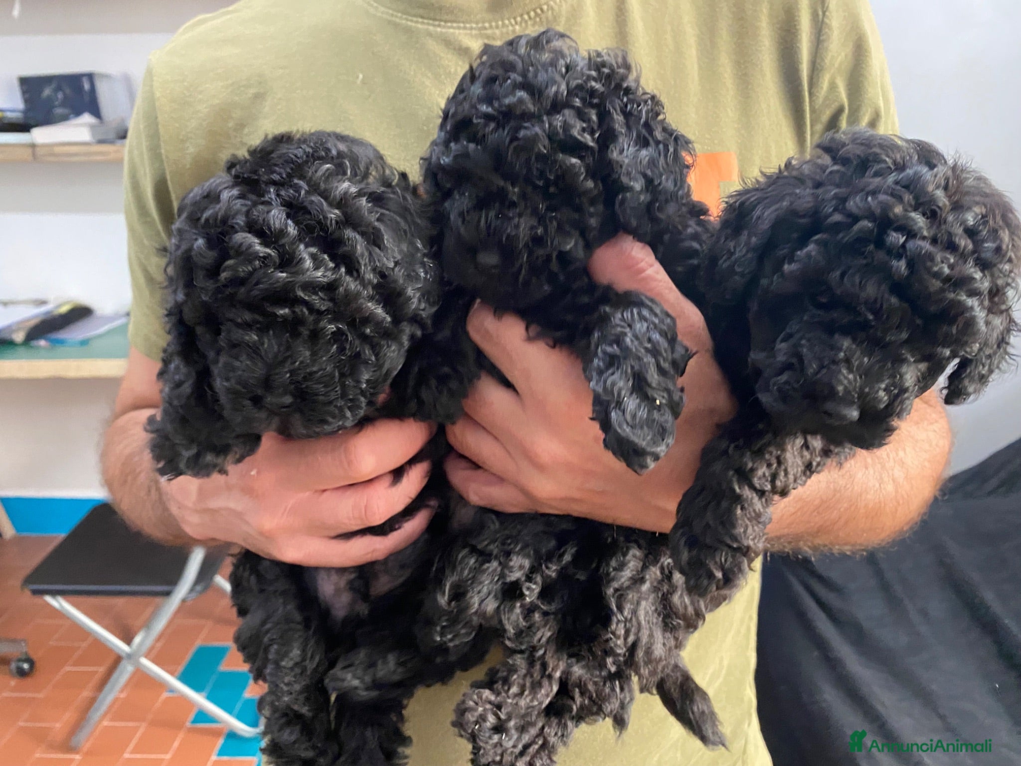 Barboncino Toy cani Barboncino Toy no oerditempo - Annuncio 2