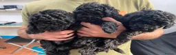 Barboncino Toy cani in vendita: Barboncino Toy no oerditempo - Annuncio 1