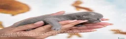 Scottish gatti in vendita: Cuccioli di Scottish Fold e Straight con Pedigree - Annuncio 10