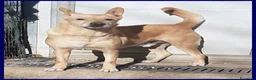 Meticcio cani in regalo: EDDY buono e tranquillo - Annuncio 4