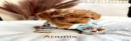 Barboncino Toy cani in vendita: Barboncino Toy tenerissima a Provincia di Catanzaro - Annuncio 15