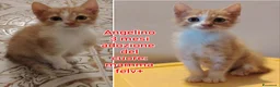 Altre razze gatti in regalo: GATTINI ABBANDONATI: URGENTE  a Città Metropolitana di Torino - Annuncio 4