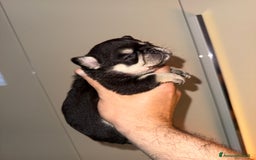 Chihuahua cani in vendita: Chihuahua - Annuncio 3