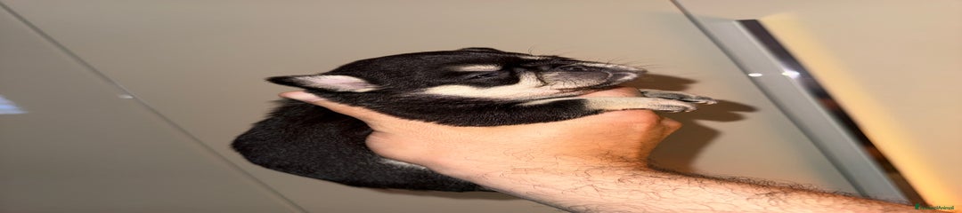 Chihuahua Cucciolo 3