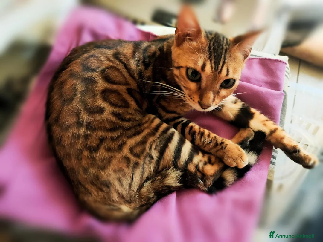 Bengala gatti in vendita: Splendida gattina Bengala  - Annuncio 1