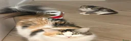 Siberiano gatti in vendita: Cuccioli di gatto siberiano  a Città metropolitana di Milano - Annuncio 8