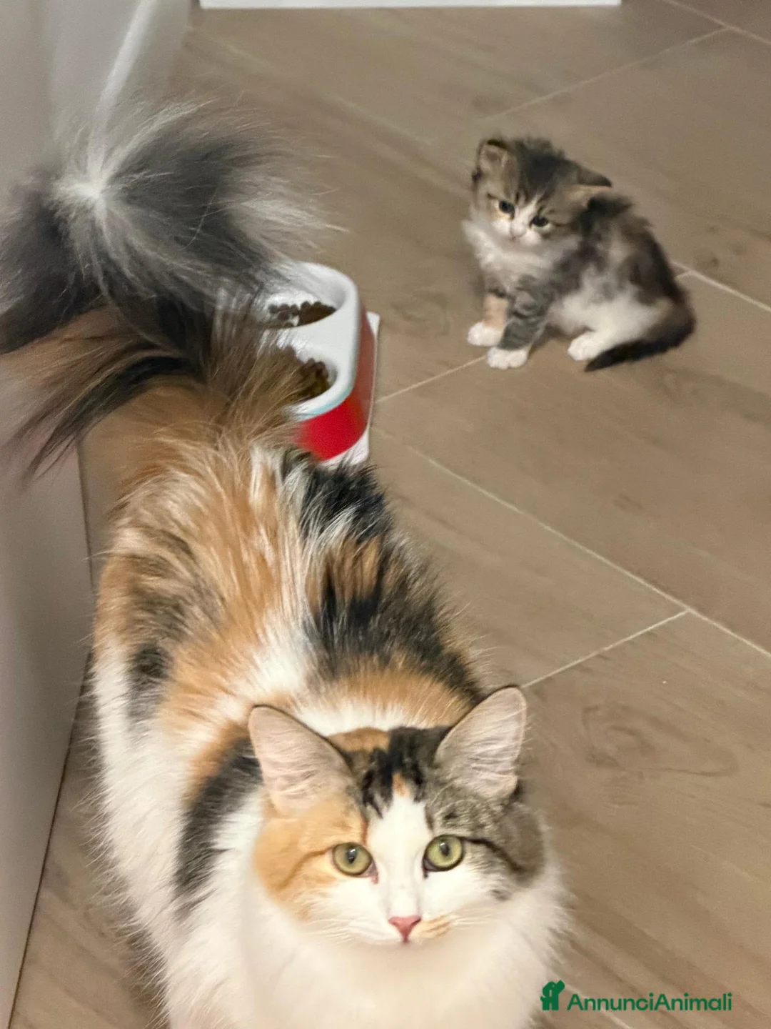 Siberiano gatti in vendita: Cuccioli di gatto siberiano  a Città metropolitana di Milano - Annuncio 8
