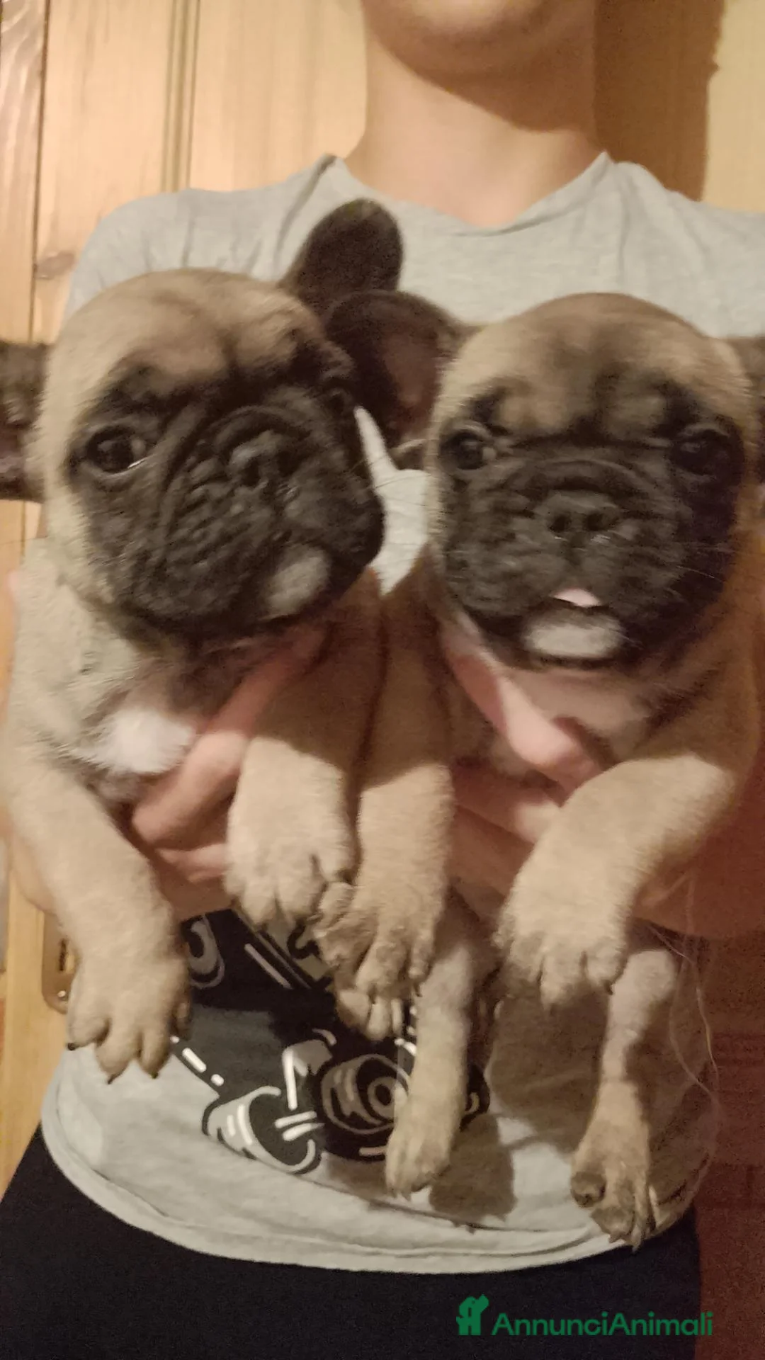 Bulldog Francese cani in vendita: Bouldogue francese  - Annuncio 1