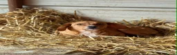 Meticcio cani in regalo: NATALIE, cucciola DOLCISSIMA! Tg medio piccola - Annuncio 7