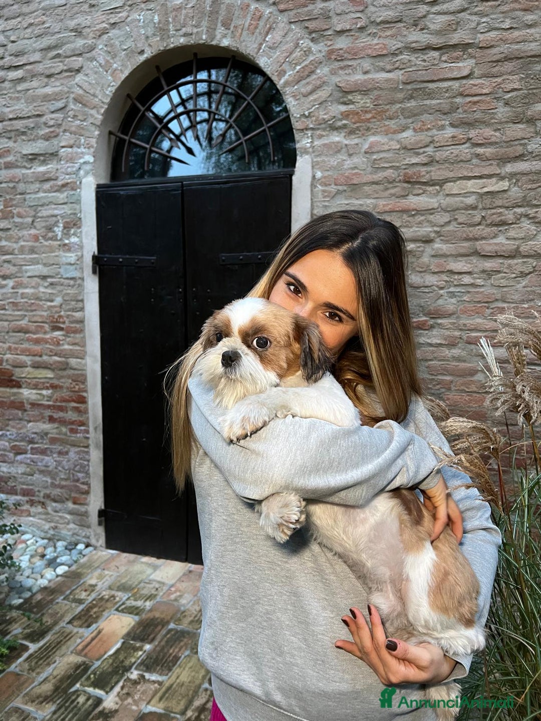 Shih Tzu cani in vendita: MASCHIO SHIHTZU  - Annuncio 1