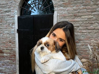 Shih Tzu cani MASCHIO SHIHTZU - Annuncio 10