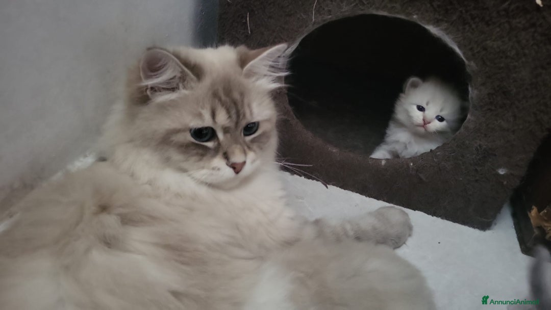Siberiano gatti in vendita: SIBERIANI GATTINI IPOALLERGENICI  a Provincia di Brescia - Immagine 16