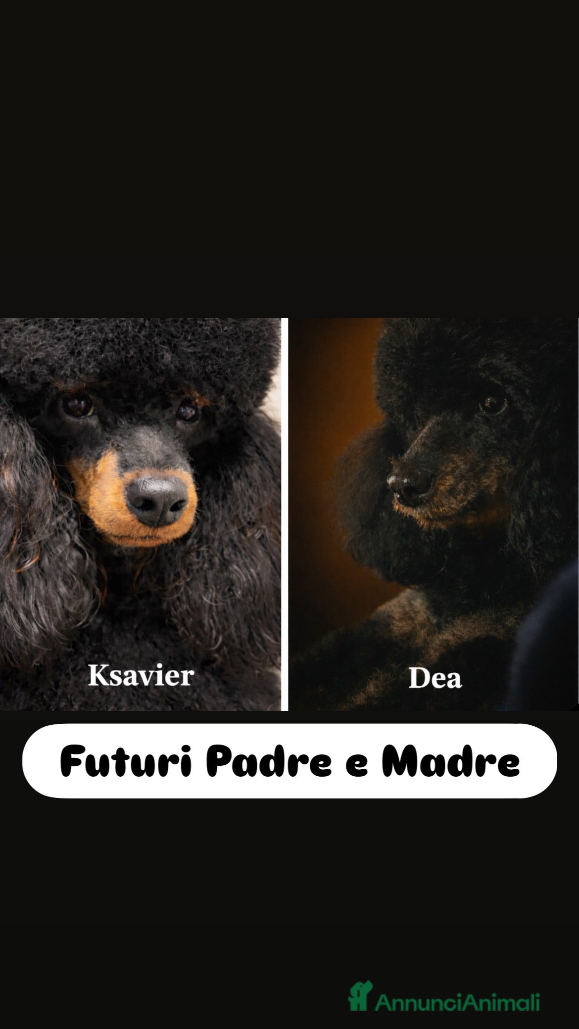 Barbone cani Barboni nani - Annuncio 9