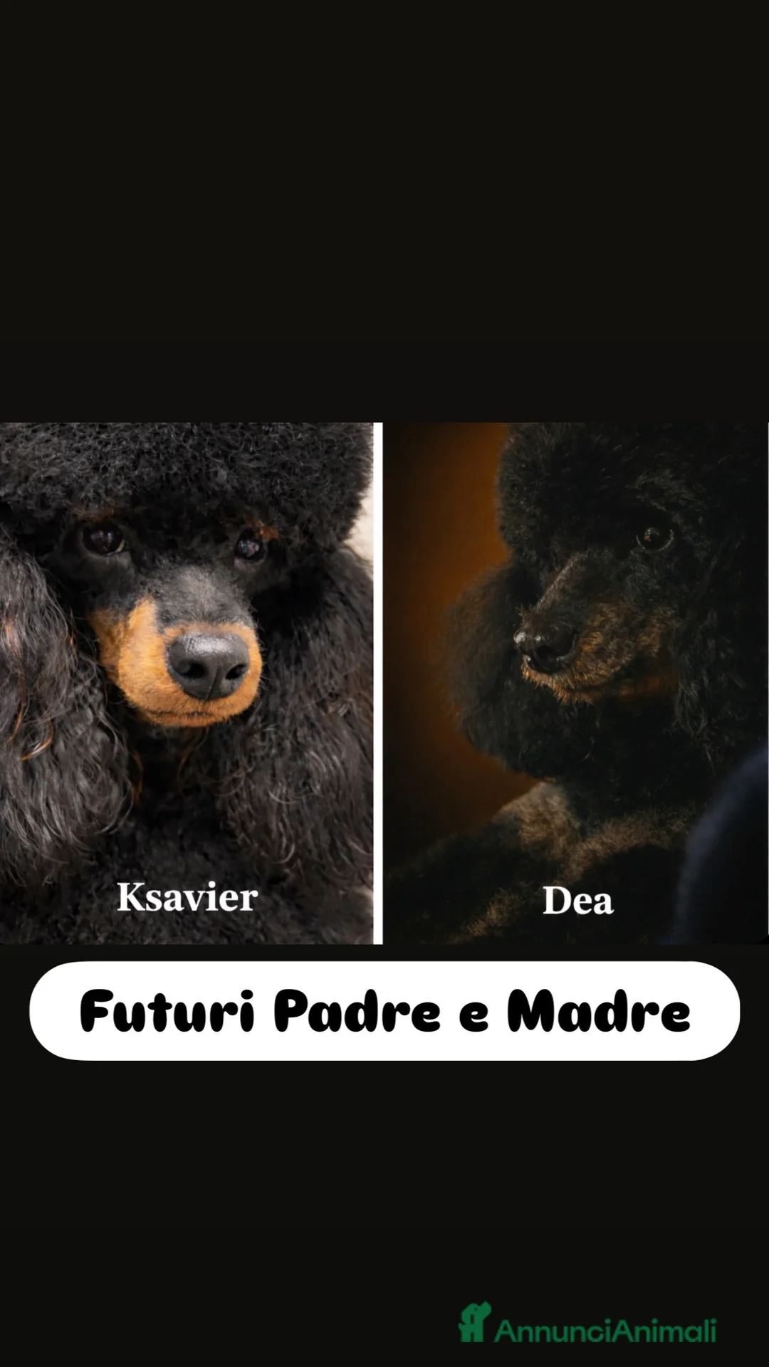 Barbone cani in vendita: Barboni nani - Annuncio 1