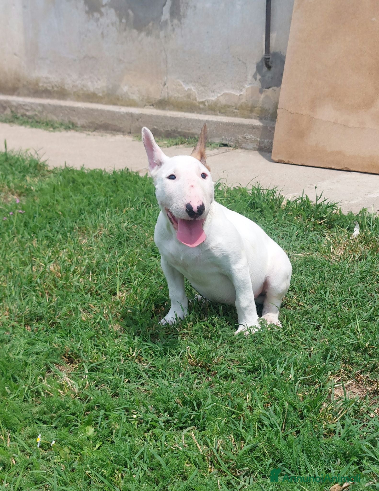 Bull Terrier cani Cucciola di bull terrier standard - Annuncio 1