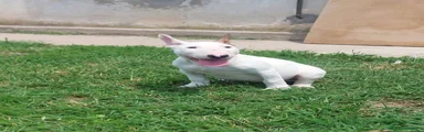 Bull Terrier 1
