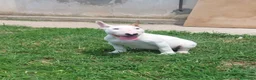 Bull Terrier cani in vendita: Cucciola di bull terrier standard - Annuncio 1