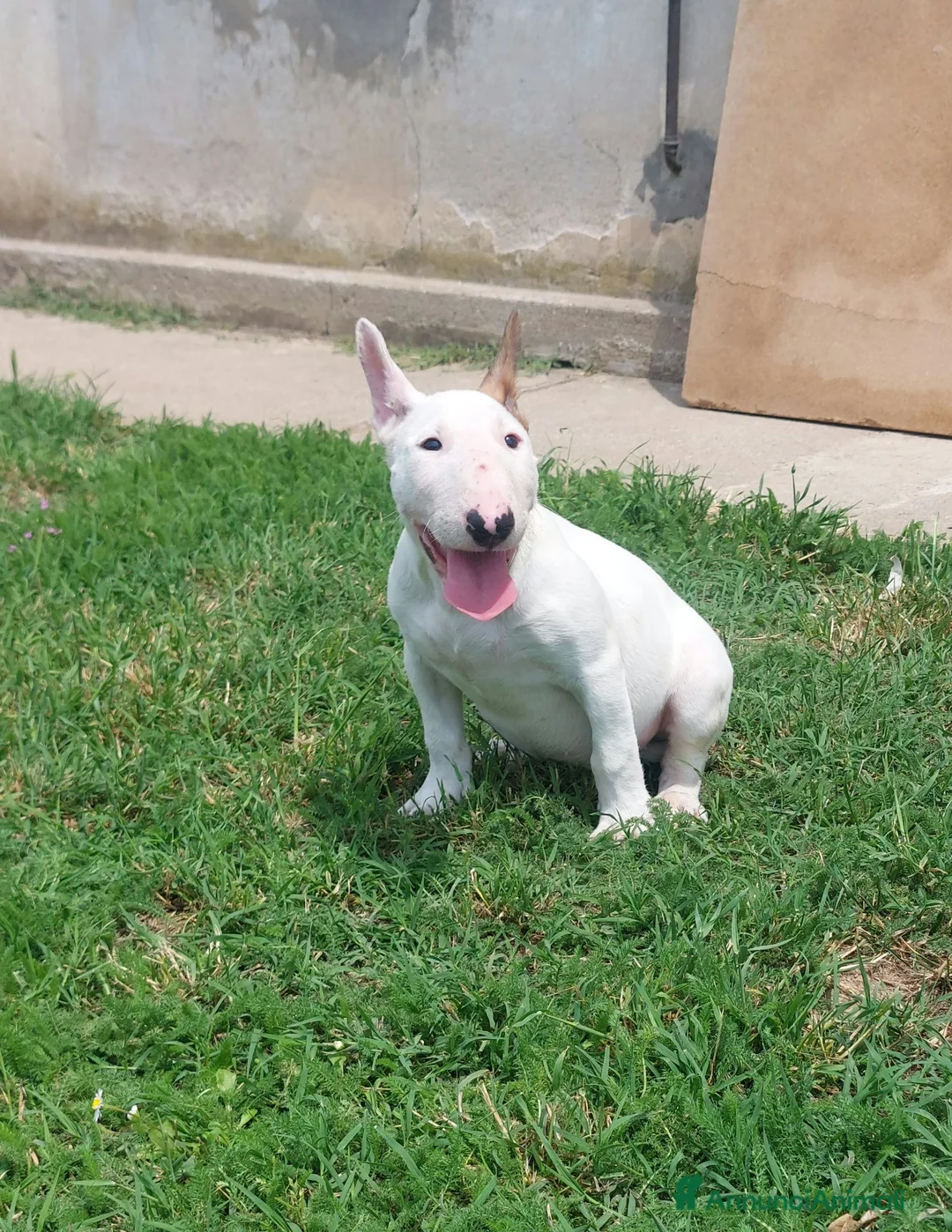 Bull Terrier cani in vendita: Cucciola di bull terrier standard - Annuncio 1