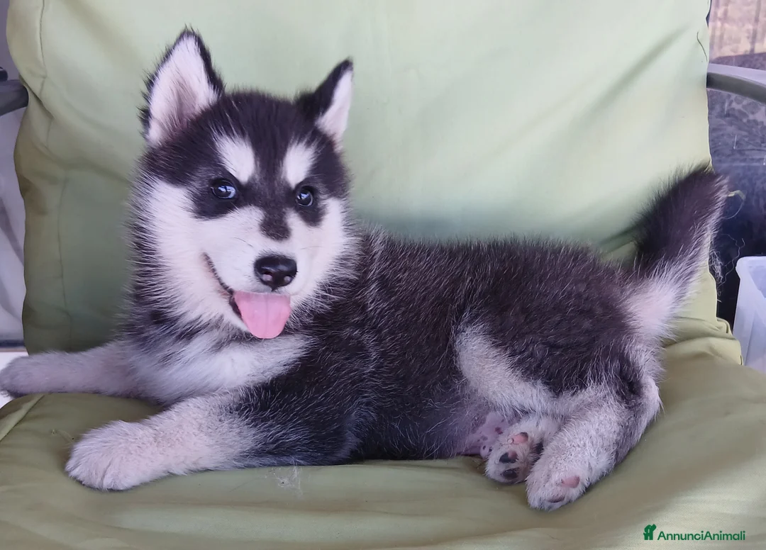 Husky cani in vendita: splendida cucciola di Siberian Husky - Annuncio 5