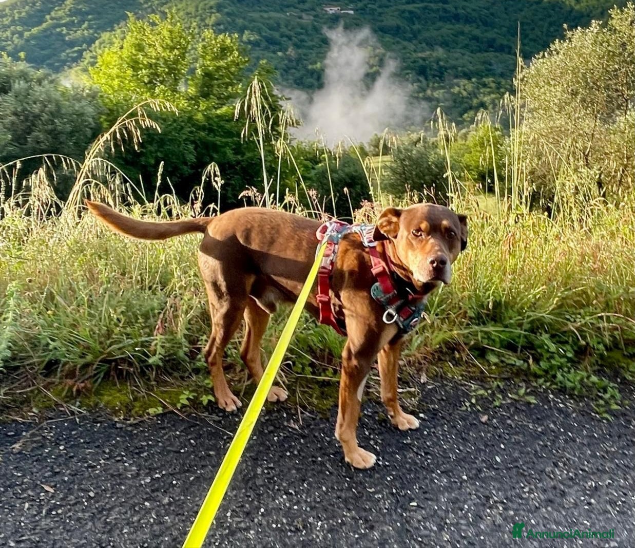 Meticcio cani in regalo: Everel: 12 anni, equilibrato e socievole  - Annuncio 1