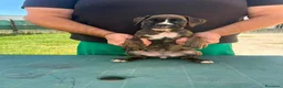 Boxer cani in vendita: Cuccioli di boxer - Annuncio 24