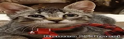 Meticcio gatti in regalo: GATTINI ADORABILI IN CERCA D'AMORE  a Città Metropolitana di Bologna - Annuncio 1