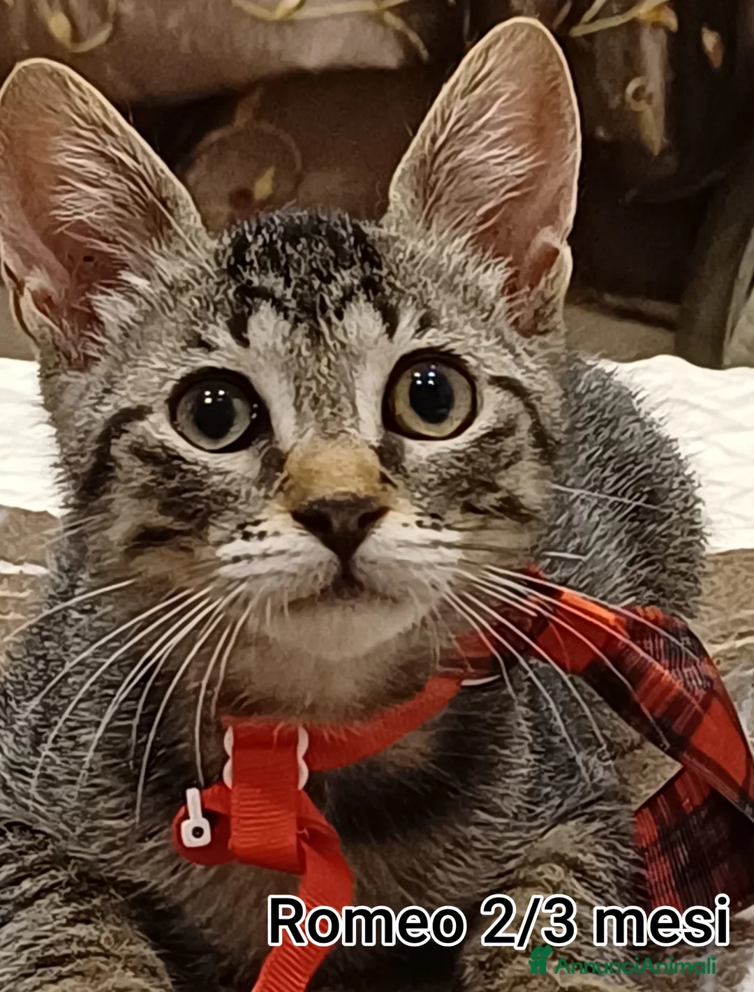 Meticcio gatti in regalo: GATTINI ADORABILI IN CERCA D'AMORE  a Città Metropolitana di Bologna - Annuncio 1