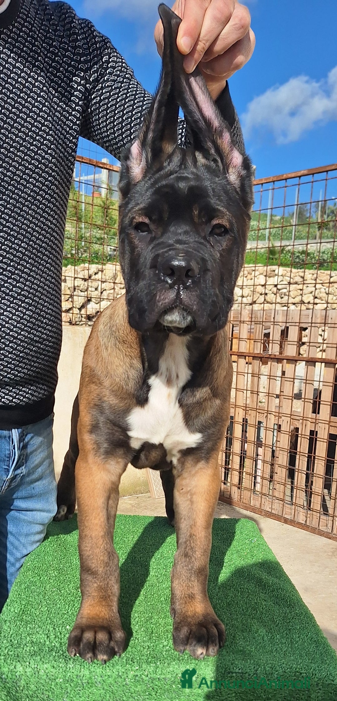 Cane Corso cani in vendita: Cucciole Cane Corso Pedigree - Annuncio 19